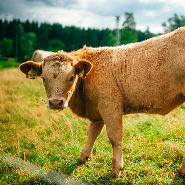 viande